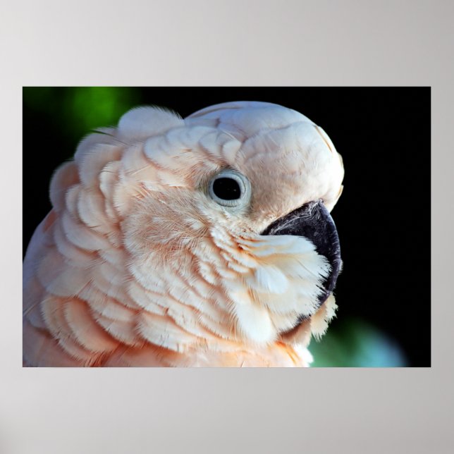 Póster Cockatoo Molucano (Frente)