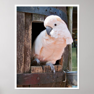 Poster Cockatoo Molucano