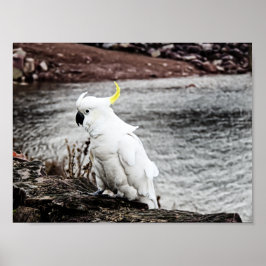 Poster Cockatoo Penteado