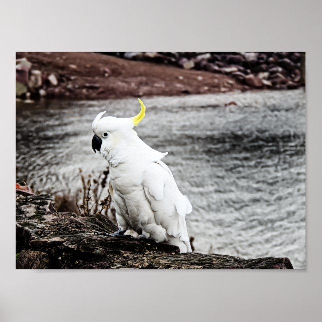 Poster Cockatoo Penteado (Frente)