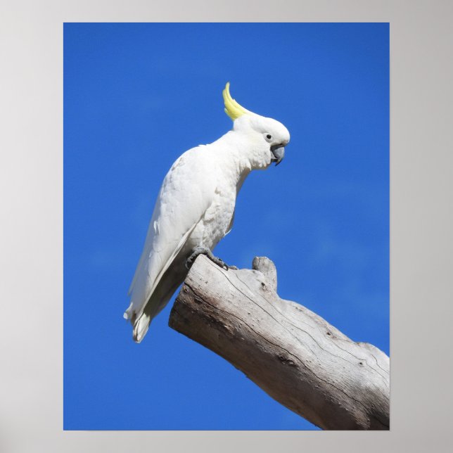 Poster Cockatoo Penteado (Frente)