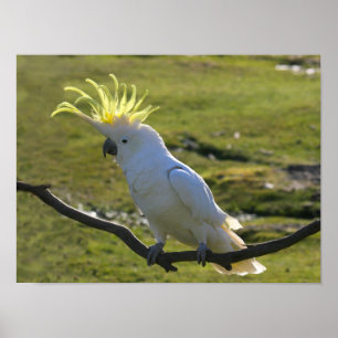 Póster Cockatoo Prendido de Enxofre Amarelo australiano