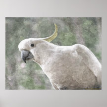 Cockatoo Prendido de Enxofre na Austrália