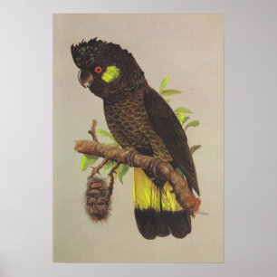 Póster Cockatoo preto Amarelo-atado