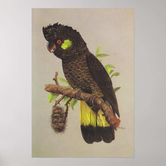 Póster Cockatoo preto de cauda amarela (Frente)