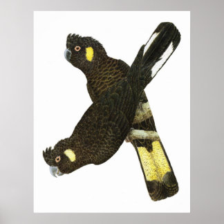 Póster Cockatoos negros de bico curto e de cauda amarela