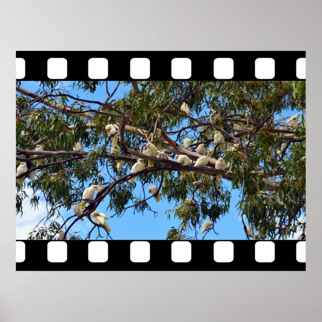 Poster Cockatoos Selvagens Australianos Em Árvores De Gom (Frente)