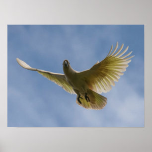 Poster Cockatopeia Papagaio Céu Animal