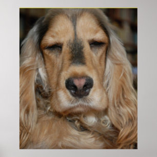 Póster Cocker Spaniel