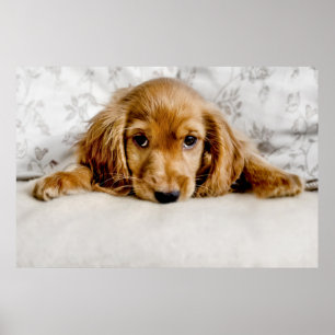 Poster Cocker spaniel bonito