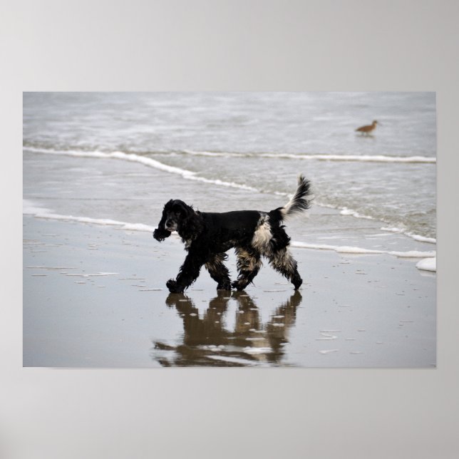 Póster Cocker Spaniel Inglês na Praia (Frente)