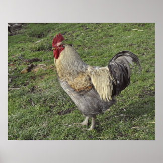 Poster cockerel leve sussex cross