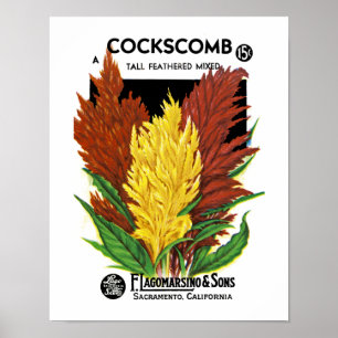 Póster Cockscomb