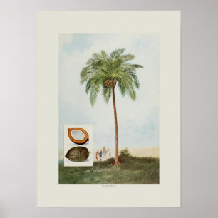 Póster Coco