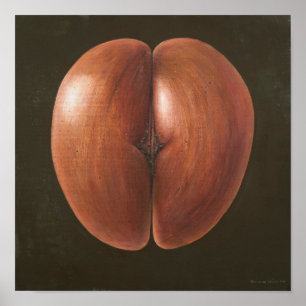 Póster Coco de Mer Maldivas 2012