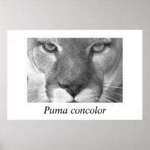 Poster Cocolor Cougar-Puma