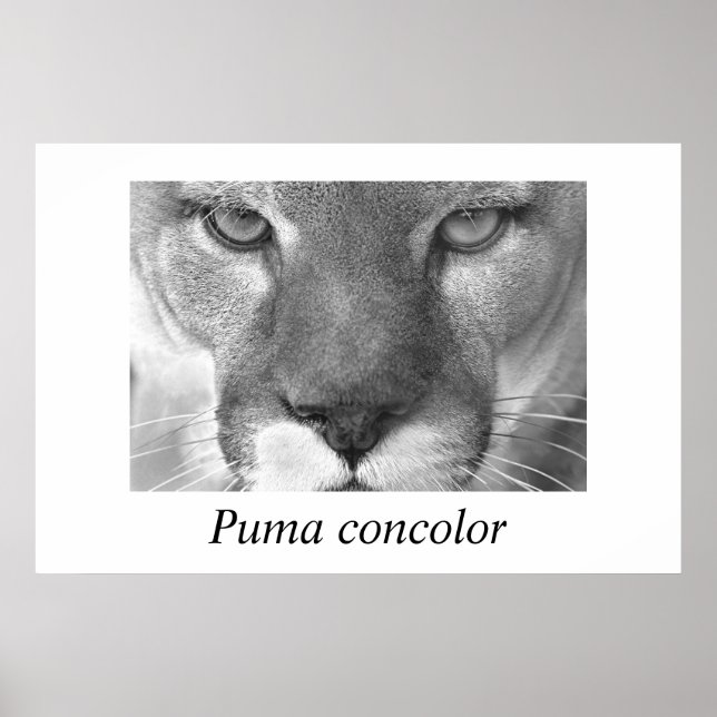 Poster Cocolor Cougar-Puma (Frente)