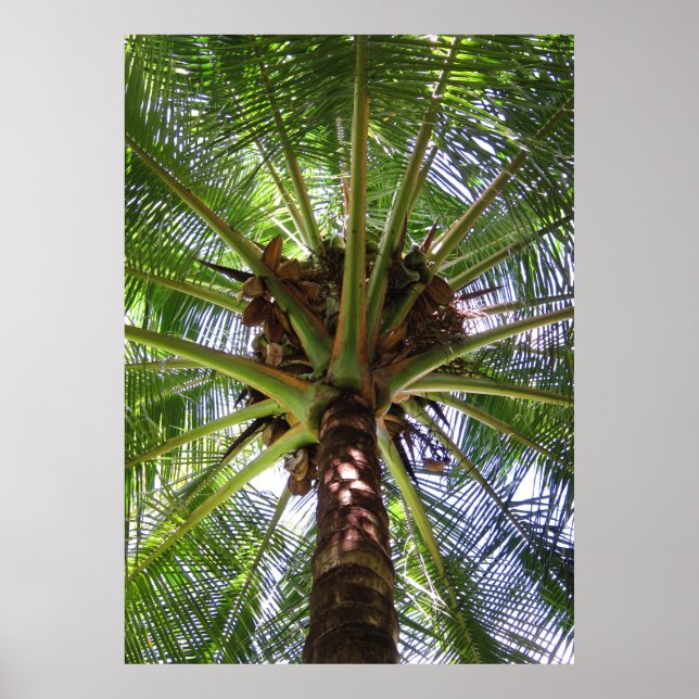 Póster Coconut Palm (Frente)