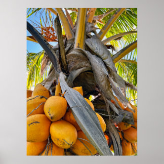 Poster Cocos do ouro