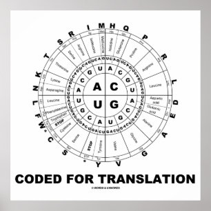Póster Codificado para a tradução (roda do Codon do RNA