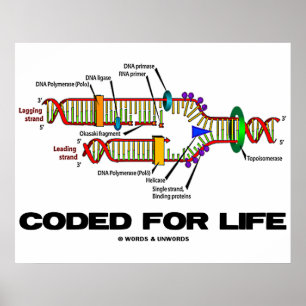 Poster Codificado para a vida (replicação do DNA)