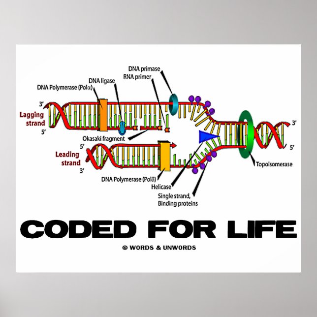 Poster Codificado para a vida (replicação do DNA) (Frente)