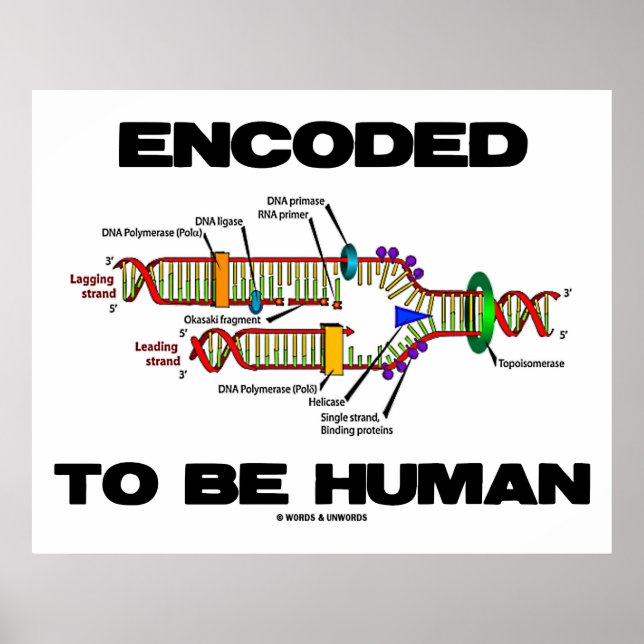 Póster Codificado Para Ser Humano (Replicação De DNA) (Frente)