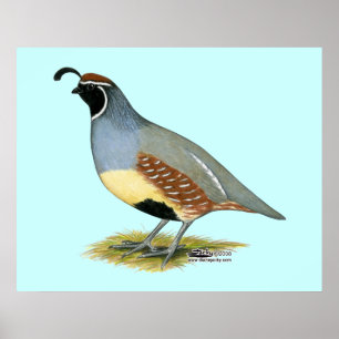 Póster Codorniz do deserto de Gambel