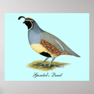 Póster Codorniz do deserto de Gambel