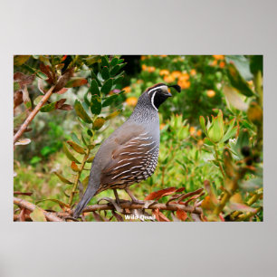Poster Codorniz Selvagem