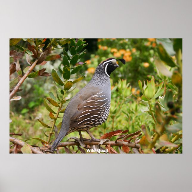 Poster Codorniz Selvagem (Frente)
