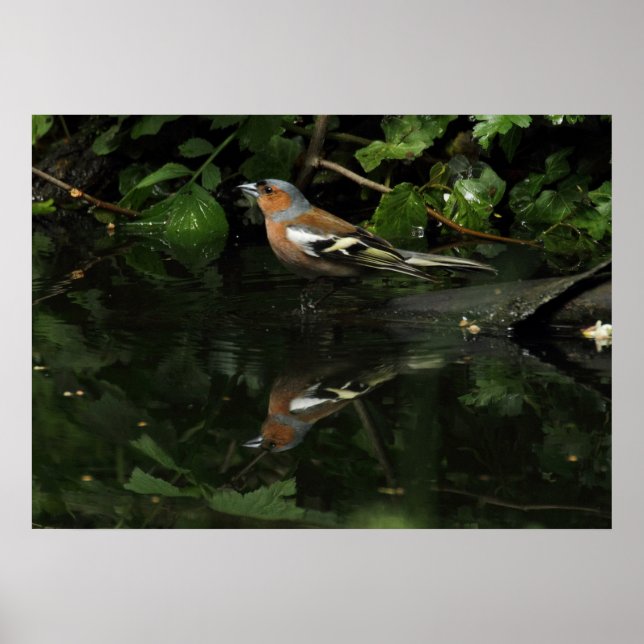 Poster Coeleias de Fringilla (Frente)