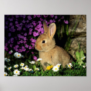 POSTER COELHO
