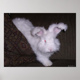 PÓSTER COELHO ALEMÃO DO ANGORA