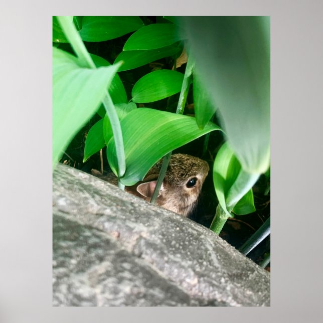 Poster Coelho Bebê (Frente)