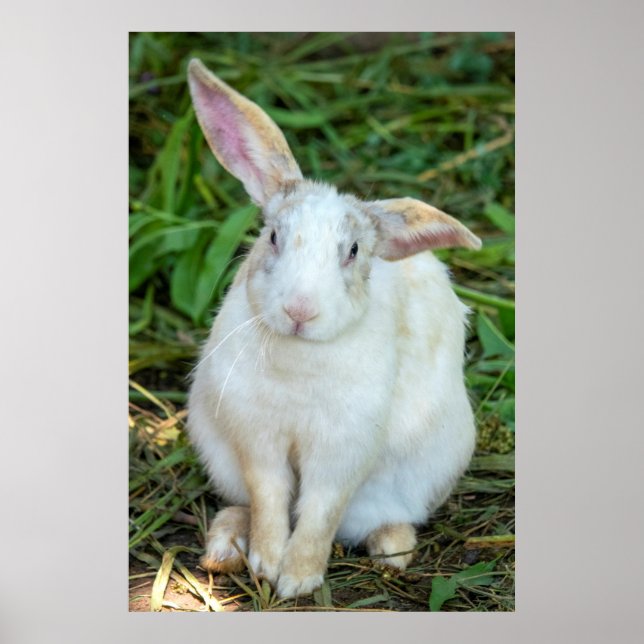 Poster Coelho branco (Frente)