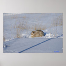 Coelho Cottontail R5 na Neve