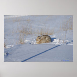 Poster Coelho Cottontail R5 na Neve