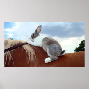 Póster Coelho holandês que monta um cavalo