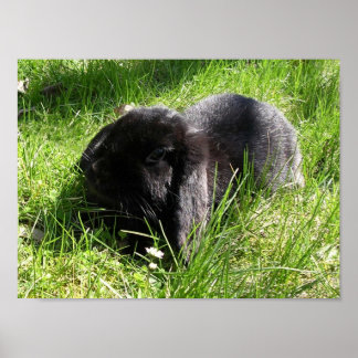 Póster Coelho Negro