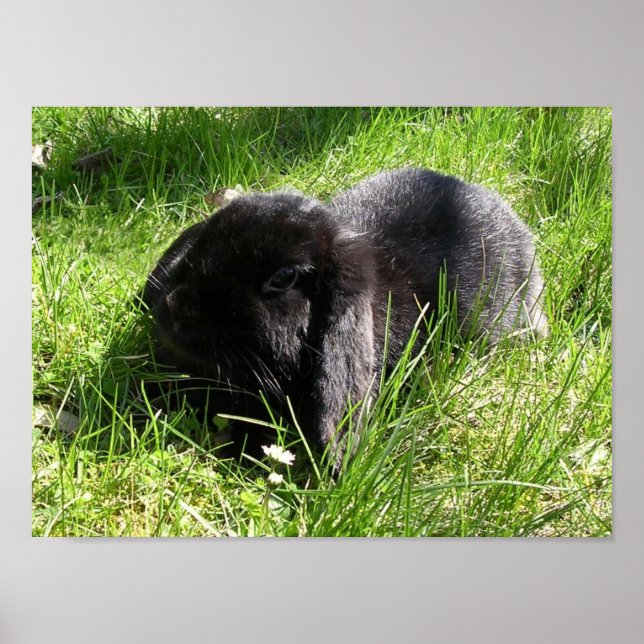 Póster Coelho Negro (Frente)