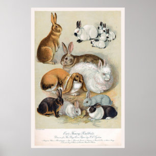 Poster Coelho Retro Coelho Da Vintagem Cura