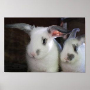 Póster Coelhos