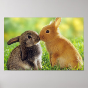 Poster Coelhos