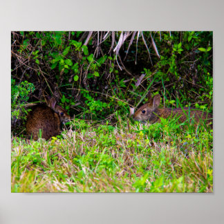 Poster Coelhos Coelhos Coelhinhos Natureza Bonita
