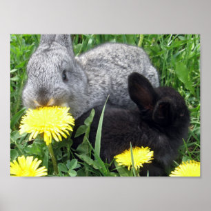 PÓSTER COELHOS CUTÂNEOS BUNNIES DANDELION GRASS NATUREZA