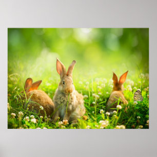 Poster Coelhos da páscoa