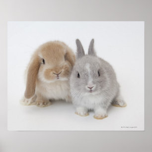 Póster Coelhos do anão e do Holland Lop dois Netherland