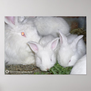 PÓSTER COELHOS DO ANGORA