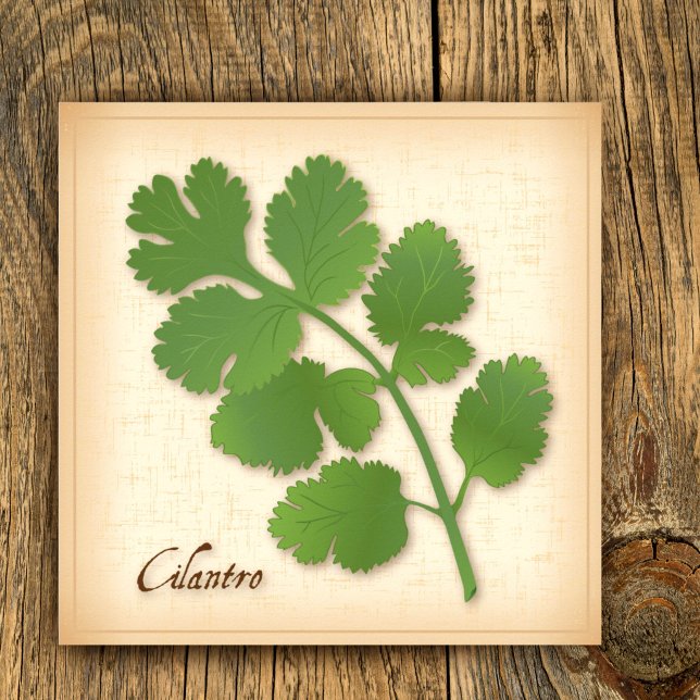 Póster Coentro Erva (Cilantro Herb Poster, aromatic leaves with a distinctive flavor. )